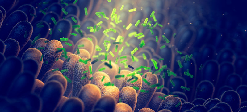 Микробиом человека: как это работает и диета для здоровья кишечника