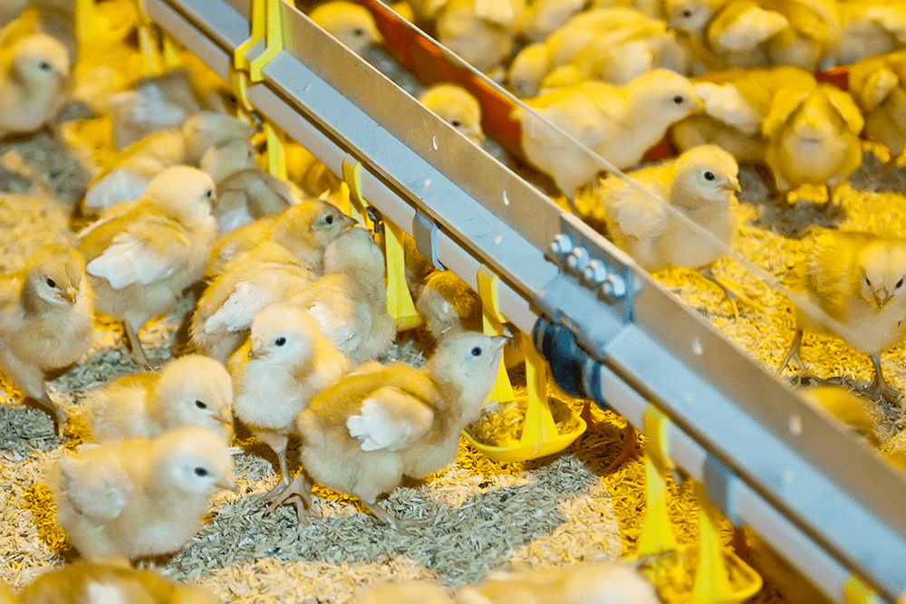 Как выращивать цыплят на ферме